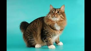 American bobtail cat