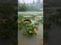 বৃষ্টির মাঝে পুকুরে রঙিন মাছের লাফালাফি 🌧 | Rainy Day Colorful Fish Jumping in Pond  #entertainment