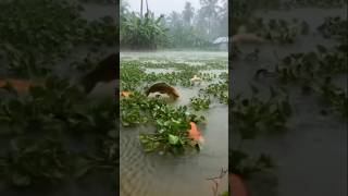 বৃষ্টির মাঝে পুকুরে রঙিন মাছের লাফালাফি 🌧 | Rainy Day Colorful Fish Jumping in Pond  #entertainment