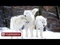 Полярный волк/Polar wolf