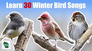 Learn 30 Winter Common Backyard Bird Songs and Calls (Eastern North America)