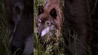 🐺 Wolf – The Silent Hunter of the Wild