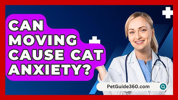 Can Moving Cause Cat Anxiety? - PetGuide360.com