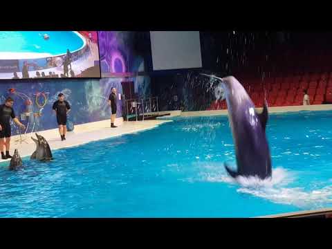 Dubai dolphinarium 2