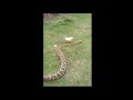 CHICKEN ATTACKS THE SNAKE