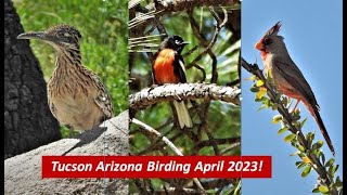 Birding in Tucson Arizona - Wetlands, Desert, & Mt. Lemmon