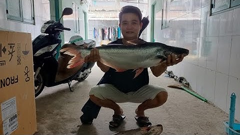 mồi câu cá TRÔI, CÁ TRÊ, CÁ TRA  siêu rẻ ,siêu dể làm, câu là có cá