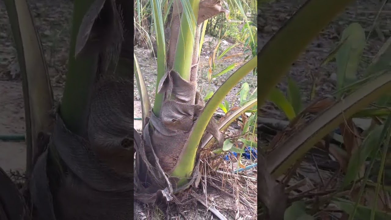 บ้านสวนที่อบอุ่นของฉัน ความสุขของเราก็แค่นี้แหละ‼️