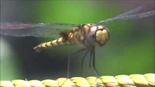 Dragonfly - Long Legged Marsh Glider - Trithemis Pallidinervis - കാറ്റാടിത്തുമ്പി