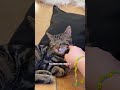 The Most Kismet Adoption Ever