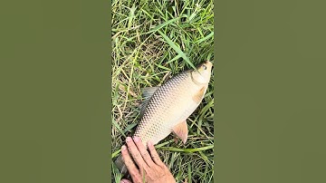 Trúng số khi câu cá thiên nhiên bội thu! #fishing #cauca #shorts