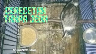 Cerecetan Kutilang Gacor Tanpa Jeda