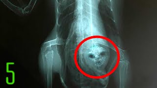 5 Most Terrifying Alien Experiments on Humans