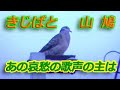 キジバト動画003
