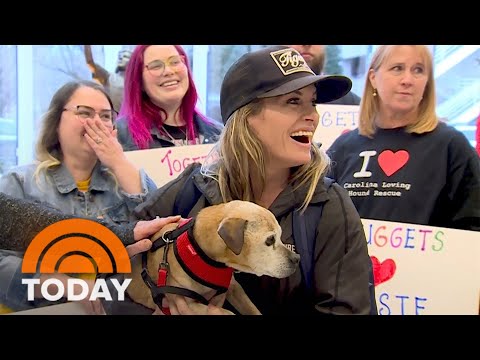 Video: „Pet Scoop“: „Lab Puppy Guck Stuck in Storm Drain“, „Šuo ir savininkas“susijungė po 7 metų