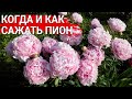 КОГДА И КАК САЖАТЬ ПИОН | Осенняя посадка