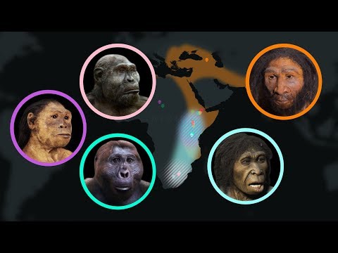 Video: Skillnad Mellan Hominid Och Hominin