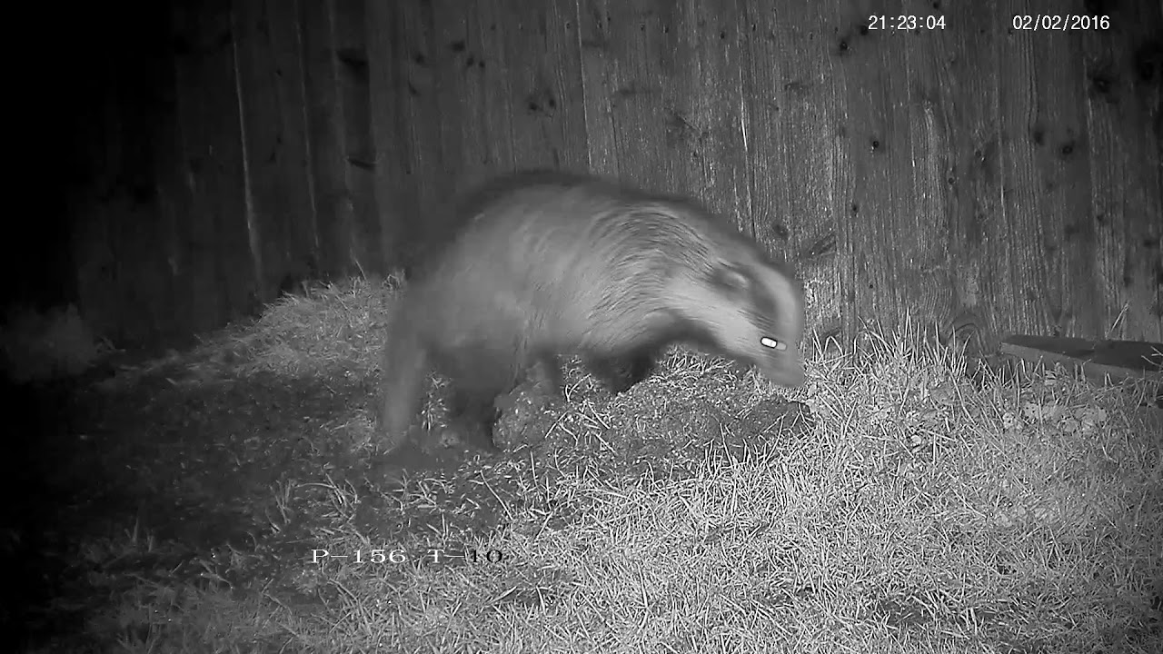 Dirty badger having a quick dig