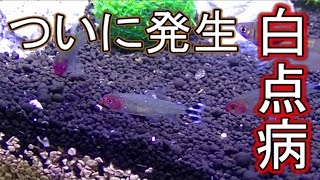 アクアリウム新参者が水槽立ち上げ！part28【白点病が蔓延した水槽】