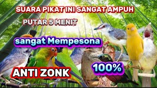 PIKAT BURCIL KOMBINASI SOGON RIBUT SANGAT AMPUH MP3 ANTI ZONK SUARA JERNIH