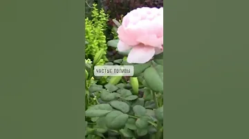 Как ухаживать за розами чтобы они цвели все лето? 🌹