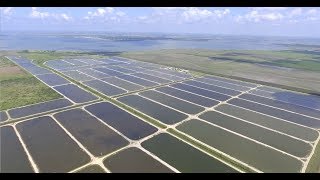 Part 2 | Bowers Shrimp Farm  - The Nursery