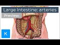 Arteries of the large intestine (preview) - Human Anatomy | Kenhub