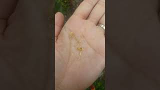 collecting standing cypress seeds