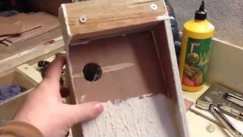 Project Nestbox tree creeper