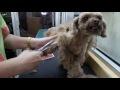 POODLE " HEAVILY MATTED" GROOMING @ JY PET SALON