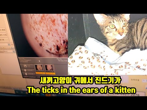#새끼고양이귀진드기치료#고양이현미경에비친진드기#고양이진드기치료#고양이진드기제거#고양이병원#고양이진드기약에볼루션