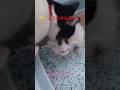 赤ちゃん猫にスパルタでトイレを教え込む母猫！［猫と人間の家族~Another story~］#shorts #保護猫 #子猫#赤ちゃん猫 #親子猫 #猫大家族 #野良猫#友人の猫