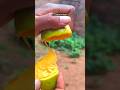 🥭 Juicy Mango Cutting ASMR 🤤 #shorts#Mango #MangoCutting #MangoASMR #FruitCutting #Satisfying #spicy
