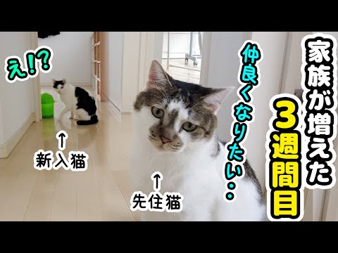 新入猫と仲良くなりたくて必死にアピールする先住猫が可愛すぎた
