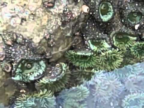 Tide Pool in Olympic National Park - YouTube