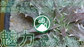 Dyckia] Why Dyckia is So Captivating: A Guide for Beginners [2026