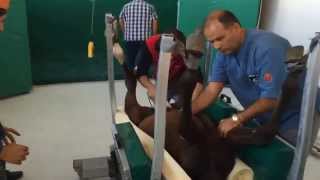 Umblical Hernia Of Equine