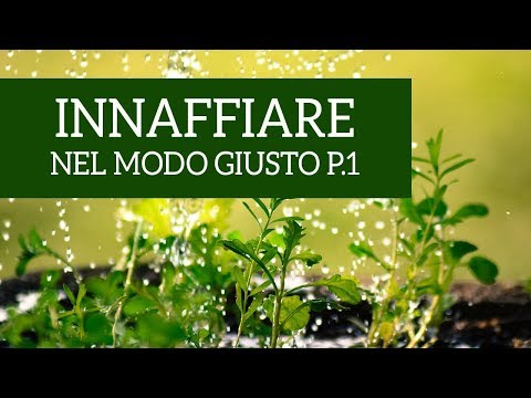 Video: Il modo corretto per innaffiare una pianta di rosmarino