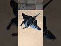 3D Printed Articulated Manta Ray