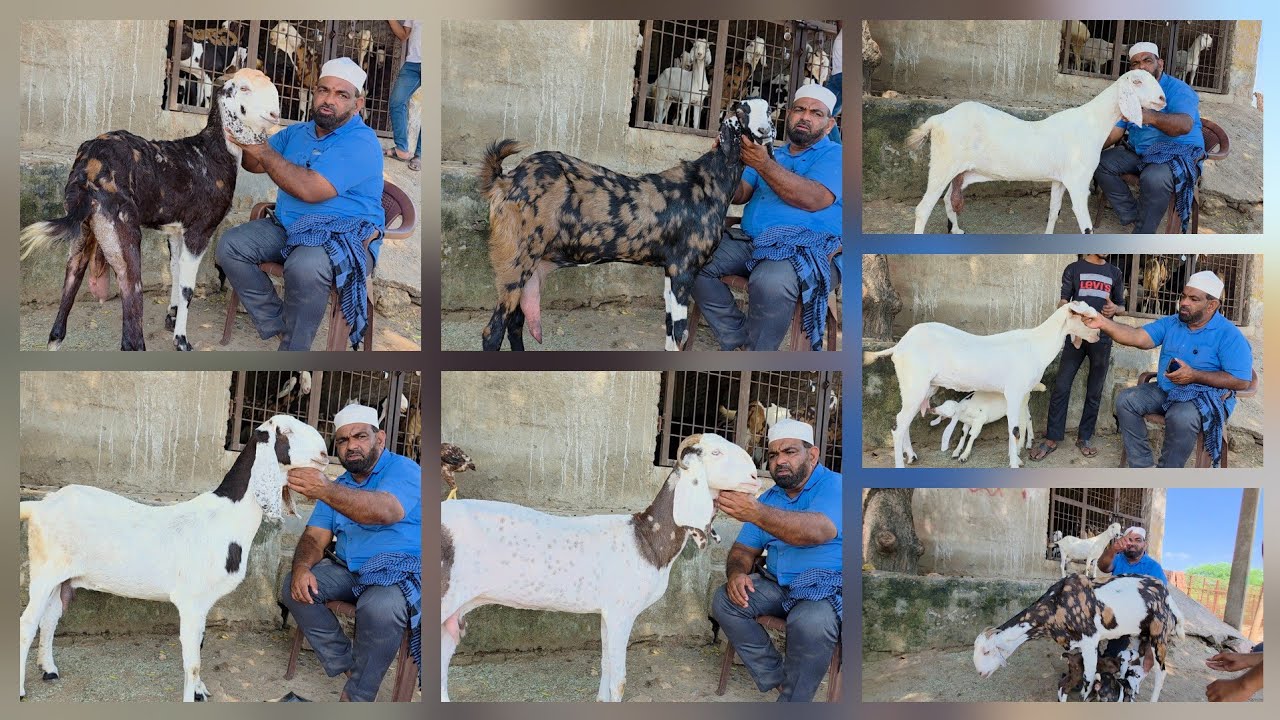 Farm Set Big Bakriyaa Shakeel Bhai King Of Gujri Jaipur Rajasthan. 