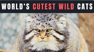 Episode 7: Top 5 Cutest Wild Cats Unleashed!