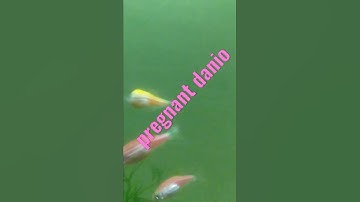 pregnant danio ready to breed again.happy fish keeping.pls.like,share,subscribe.tnxs.😊😉