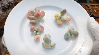 (ENG)Invest Two Succulents Now! Propagation (多肉植物)(たにくしょくぶつ)