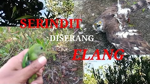 Memikat Serindit vlog 31
