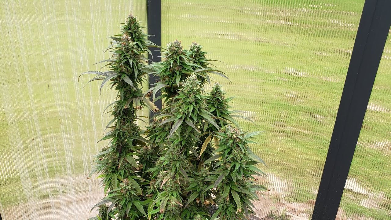 Godfather O.G Week 9 of flower #flowers #cannabisgrowers #garden #howto