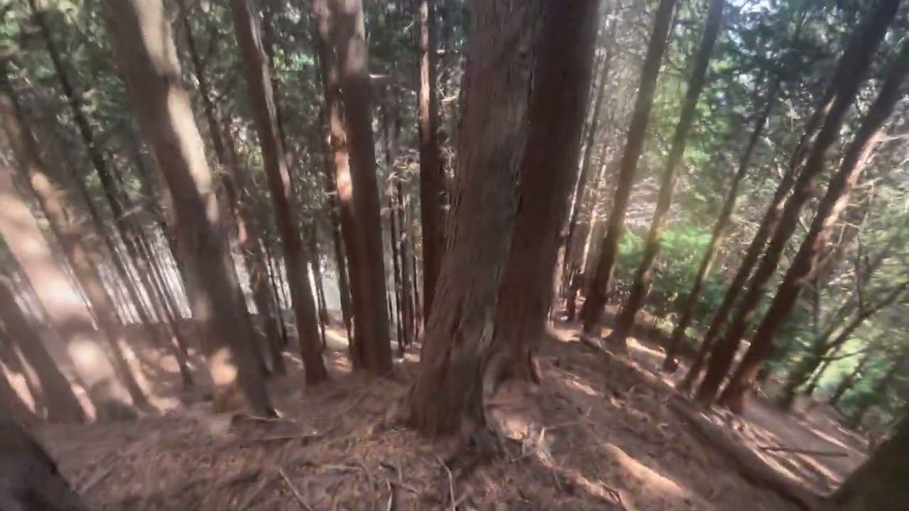 丹沢大山　阿夫利神社祈願　作業道レベルが違いました