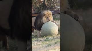 Lion Zoomies | FOUR PAWS South Africa