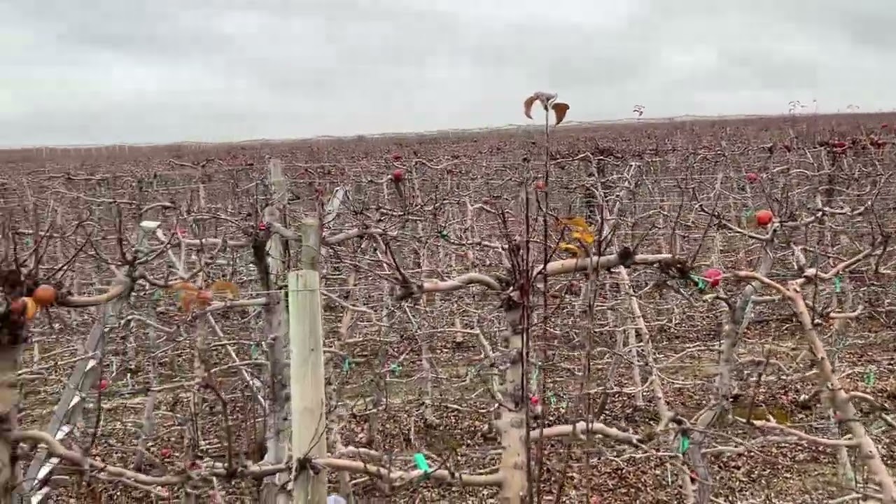 ￼ Podando manzana de pin lady en Othello Washington 