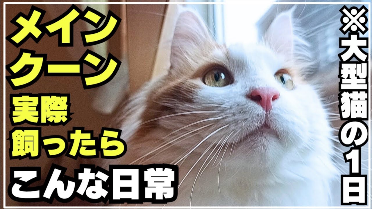 実際に大型猫メインクーン飼って4年。1日の日常に密着してみた - YouTube