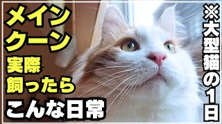 実際に大型猫メインクーン飼って4年。1日の日常に密着してみた - YouTube